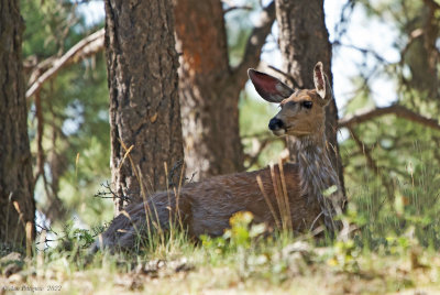 Mule Deer