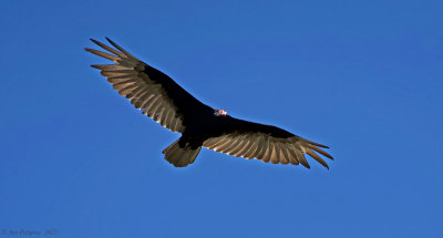 Turkey Vulture