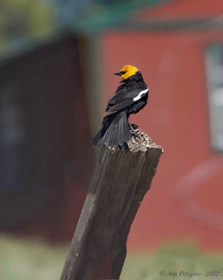 Yellow-headed Blackbird