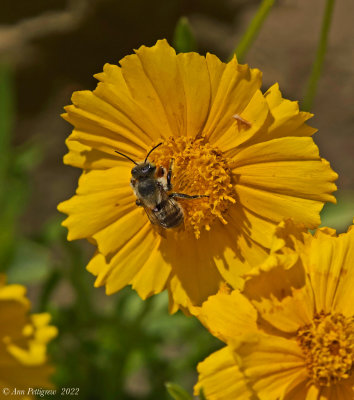 Bee and Flower