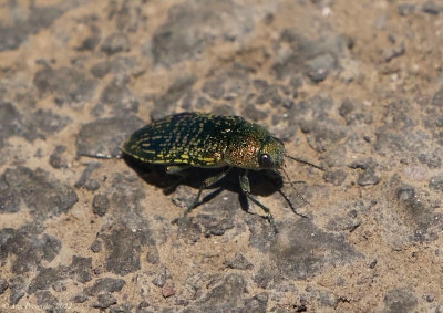 Buprestis confluenta