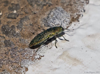 Buprestis confluenta