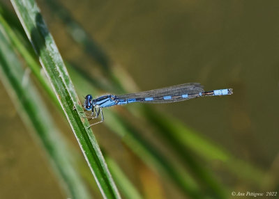 Damselfly sp.