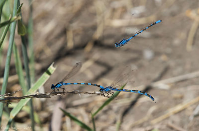 Damselfly sp.