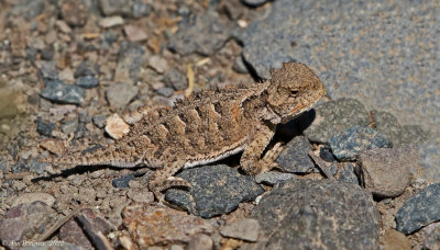 Greater Short-horned Lizard