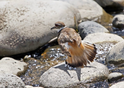 Killdeer Feigning a Broken Wing