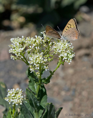 Purplish Copper on Whiteop