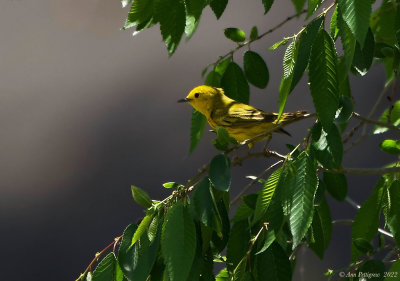 Yellow Warbler