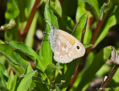 Common Ringlet