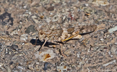 Pallid-winged Grasshopper