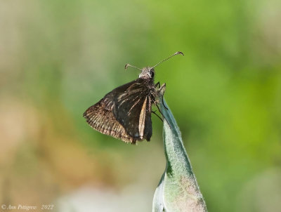 Skipper sp.