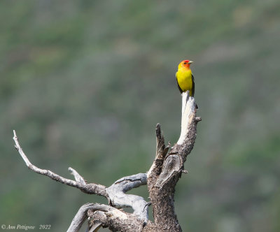 Western Tanager