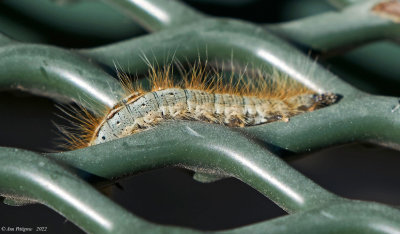 Western Tent Caterpillar