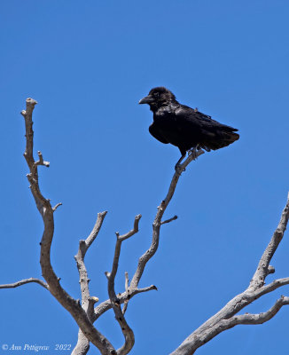 Common Raven