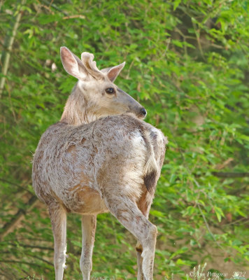 Mule Deer Buck