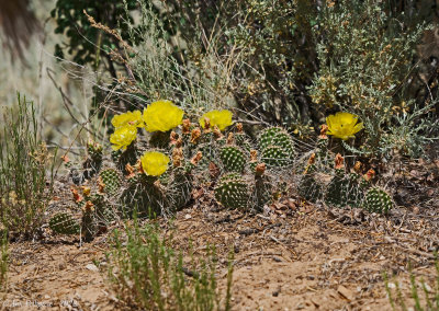 Prickly Pear Cactus