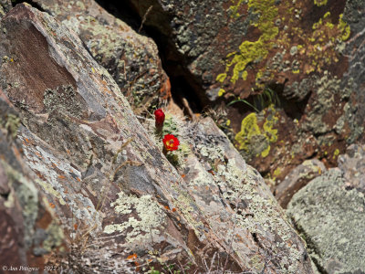 Scarlet-Hedgehog-Cactus---BCGNP---S7302872.jpg