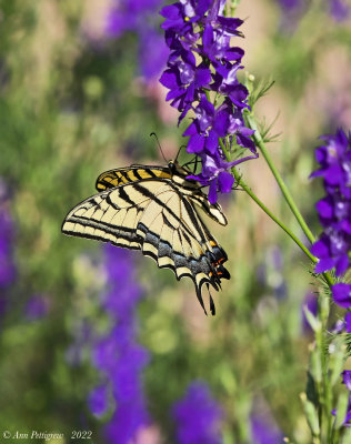 Two-tailed Swallowtail 