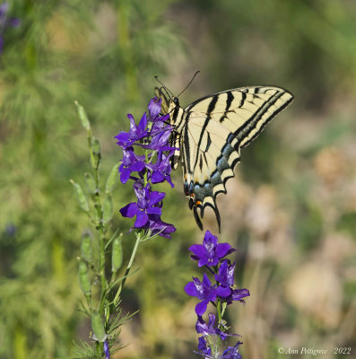 Two-tailed Swallowtail 