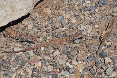 Western Whiptail