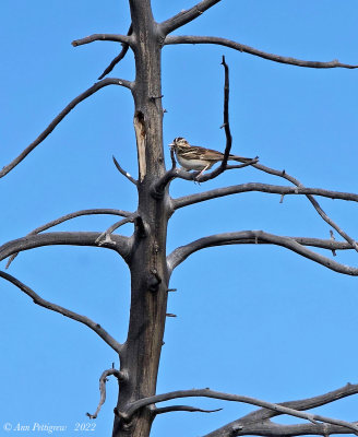 Lark Sparrow