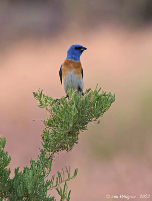 Lazuli Bunting