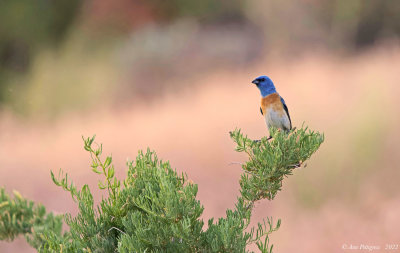 Lazuli Bunting