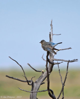 Mountain Bluebird - female