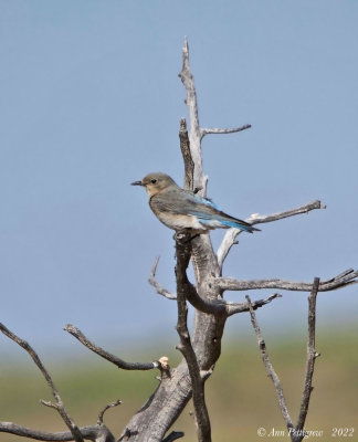 Mountain Bluebird - female