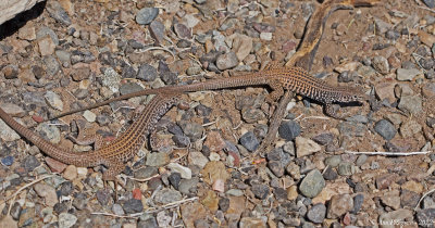 Western Whiptail