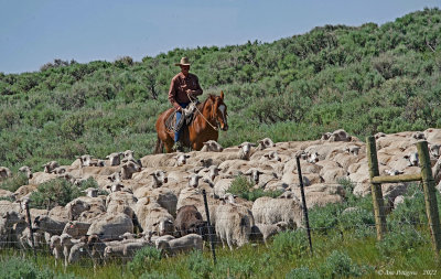 Ewes and Lambs