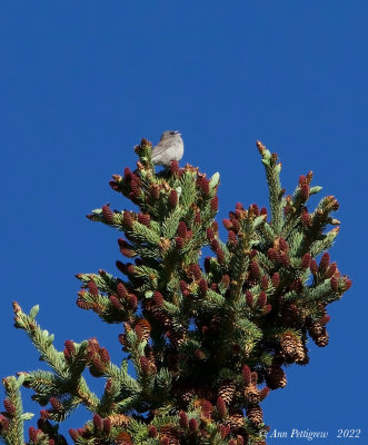 Dark-eyed Junco