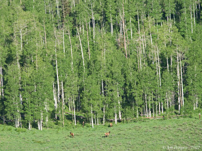 Elk