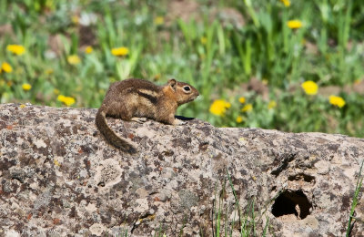 Golden-mantled Ground Squirrel