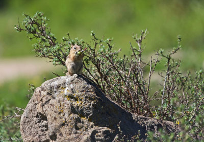 Golden-mantled Ground Squirrel