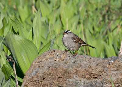 White-crowned Sparrow