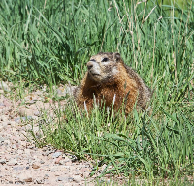 Yellow-bellied Marmot