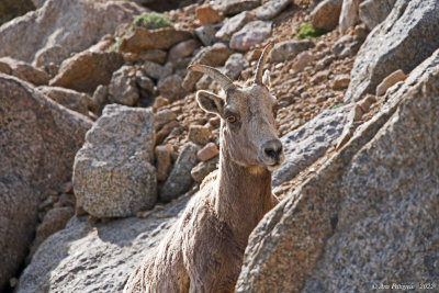 Bighorn Sheep