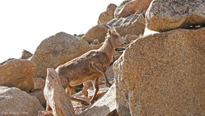 Bighorn Sheep