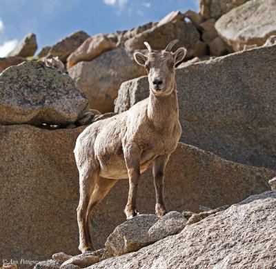 Bighorn Sheep