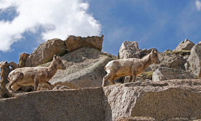 Bighorn Sheep