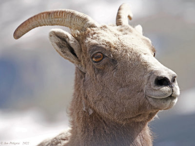 Bighorn Sheep