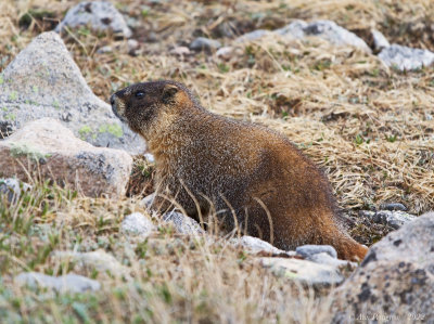 Yellow-bellied Marmot