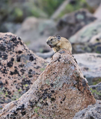 American Pika