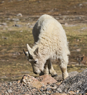 Mountain Goat