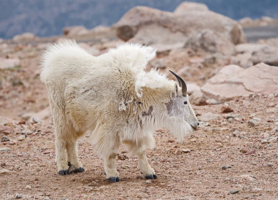 Mountain Goat