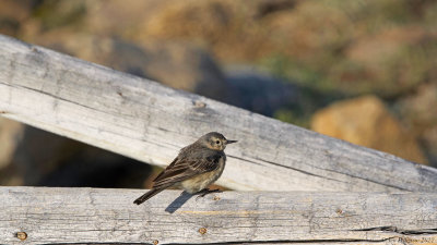 American Pipit