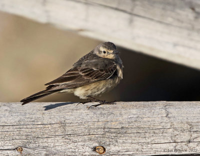 American Pipit