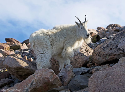 Mountain Goat