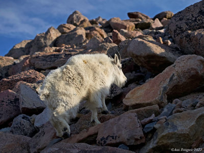 Mountain Goat